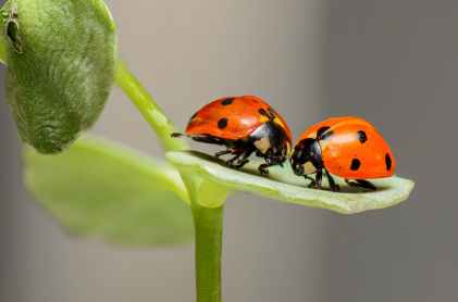 ladybugs-ladybirds-bugs-insects-144243.jpeg